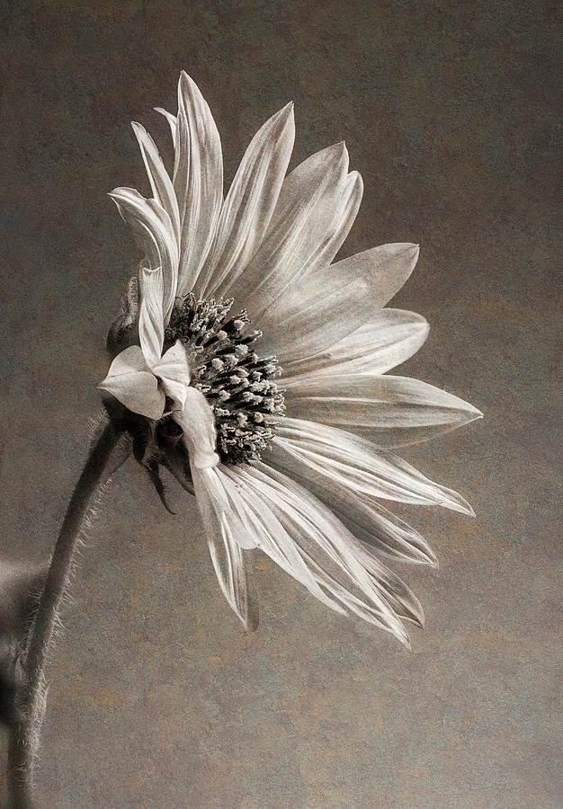 Textured Wild Sunflower 2 Photograph by John Rogers