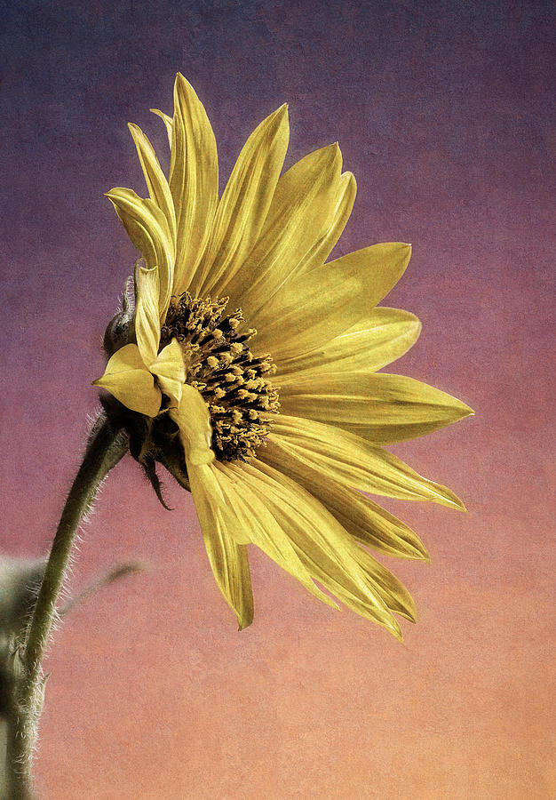 Textured Wild Sunflower Photograph by John Rogers