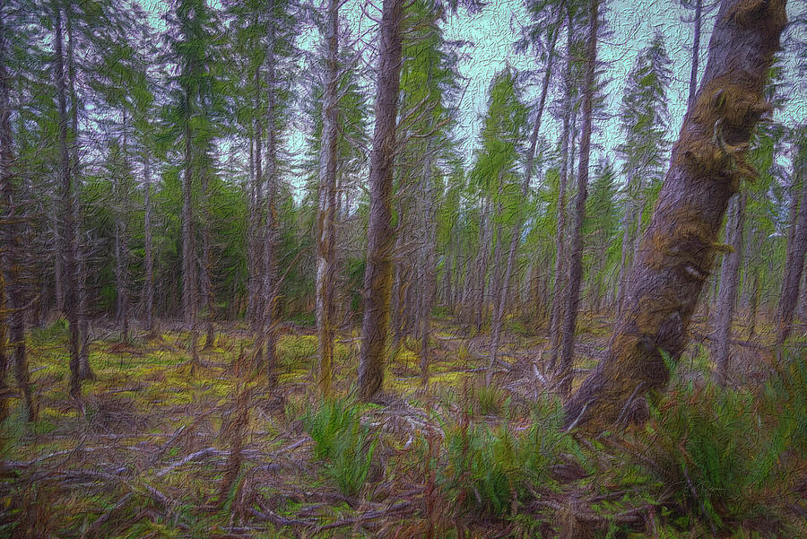 Textured Woods Photograph by Bill Posner