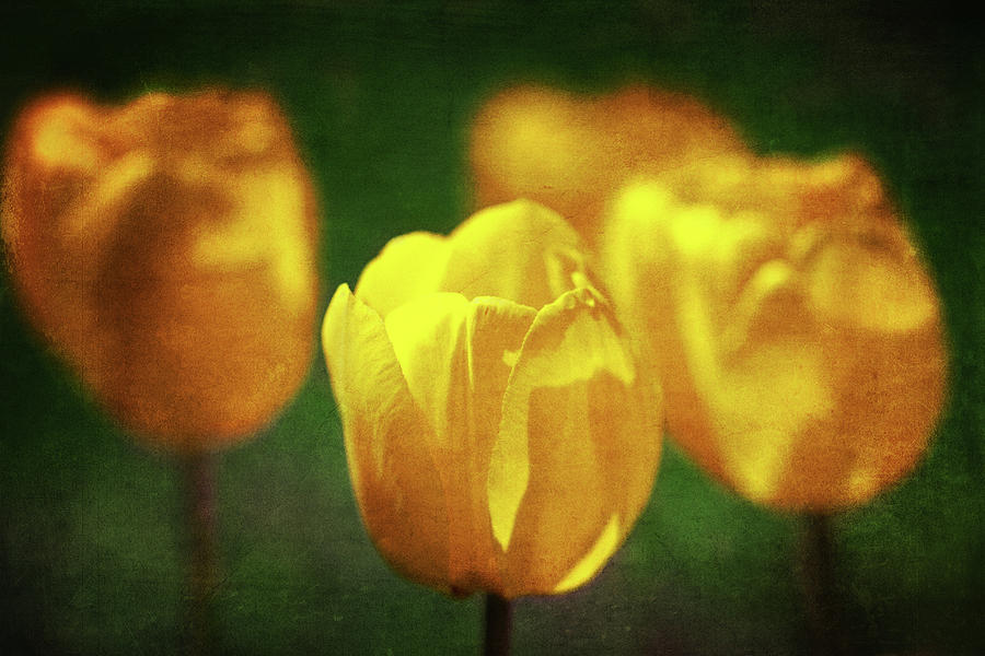 Textured Yellow Tulips Photograph by Dan Sproul