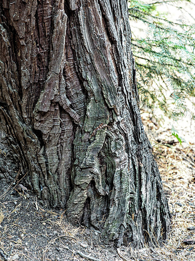 Textures and Patterns Tree 15  Photograph by Rebecca Dru
