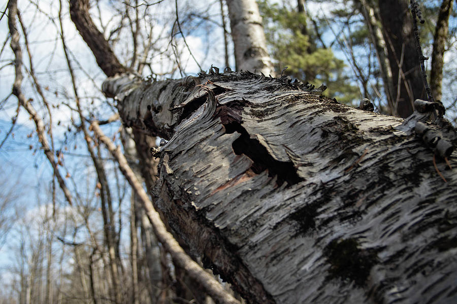Textures and Trees Photograph by Kimberly Mackowski