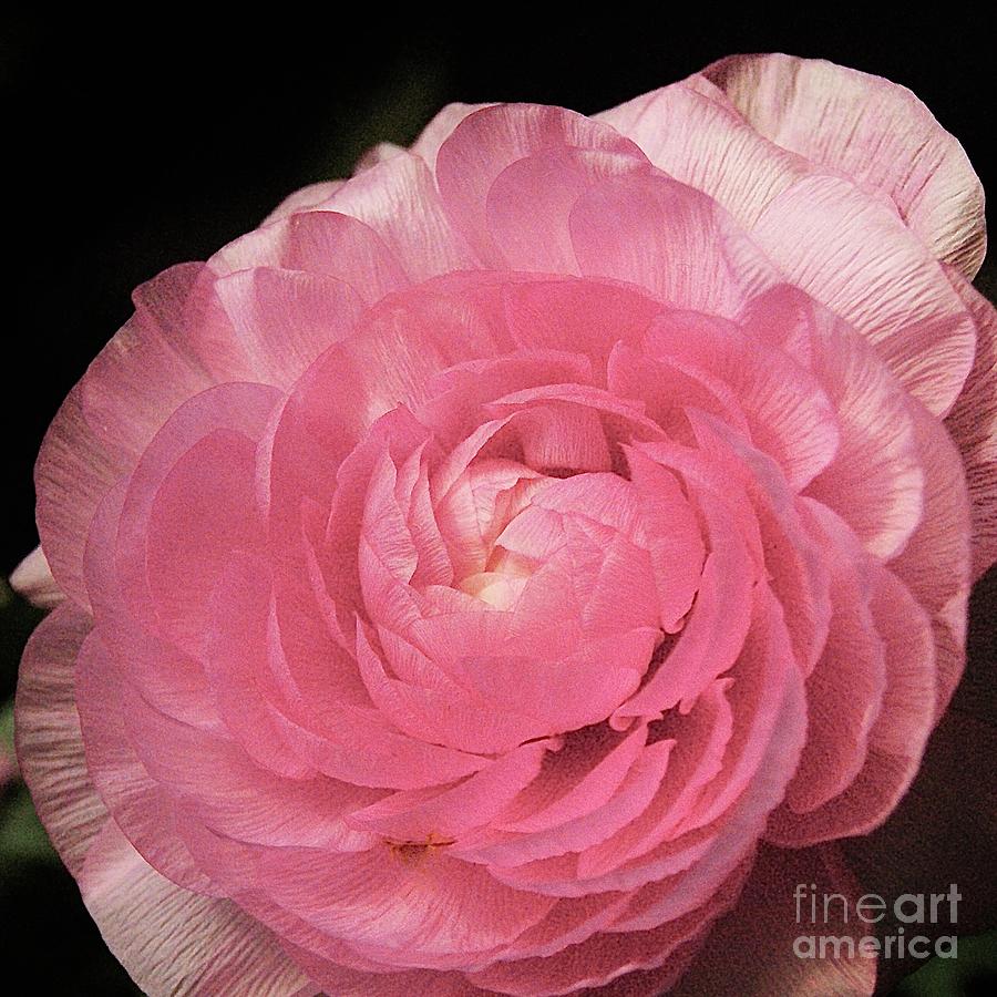 Textures in Pink Photograph by Margie Avellino