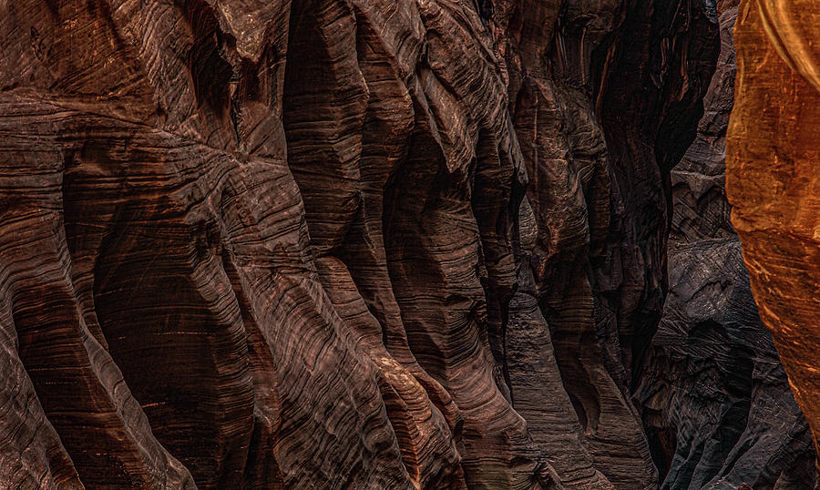 Textures In Zion Photograph by Kevin Lane