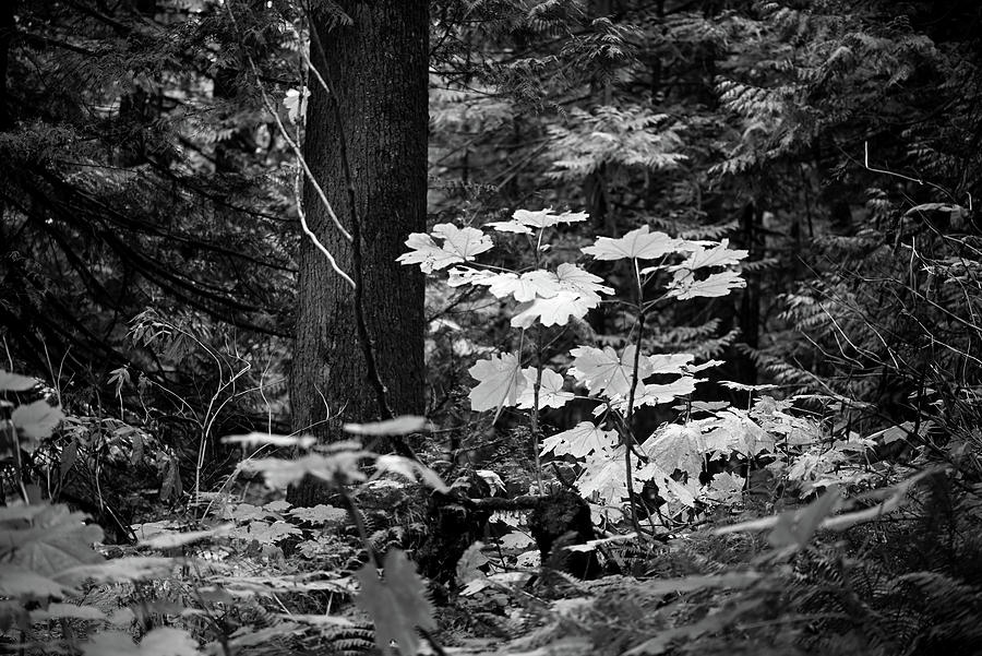 Textures of an Autumnal Forest - black and white Photograph by Katherine Nutt