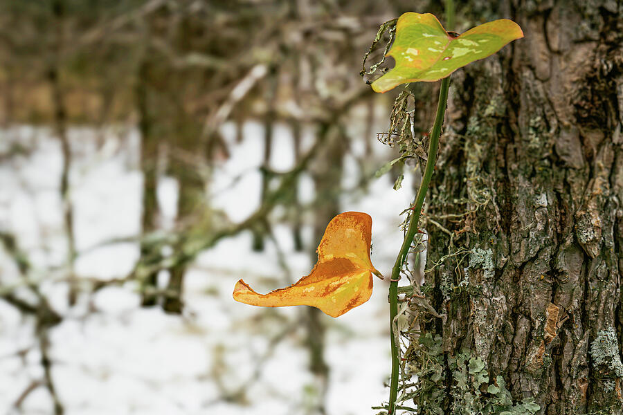Winter Leaf Resilience - Austin Greenbelt Snowfall Photograph by Brigitte Blanchette Thompson Winter Leaf Resilience - Austin Greenbelt Snowfall Photograph by Brigitte Blanchette Thompson