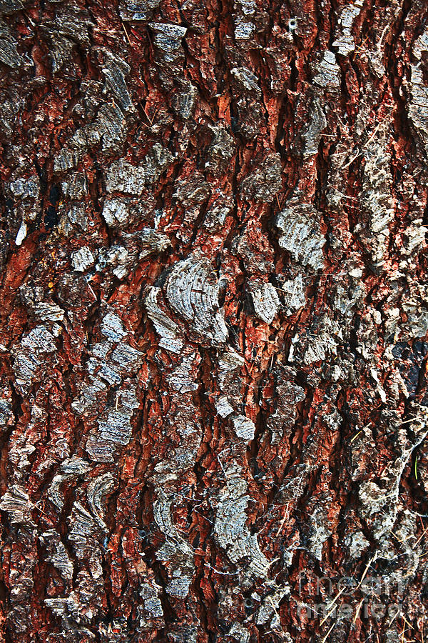 Textures Of Pine Tree Trunk Photograph by Joy Watson