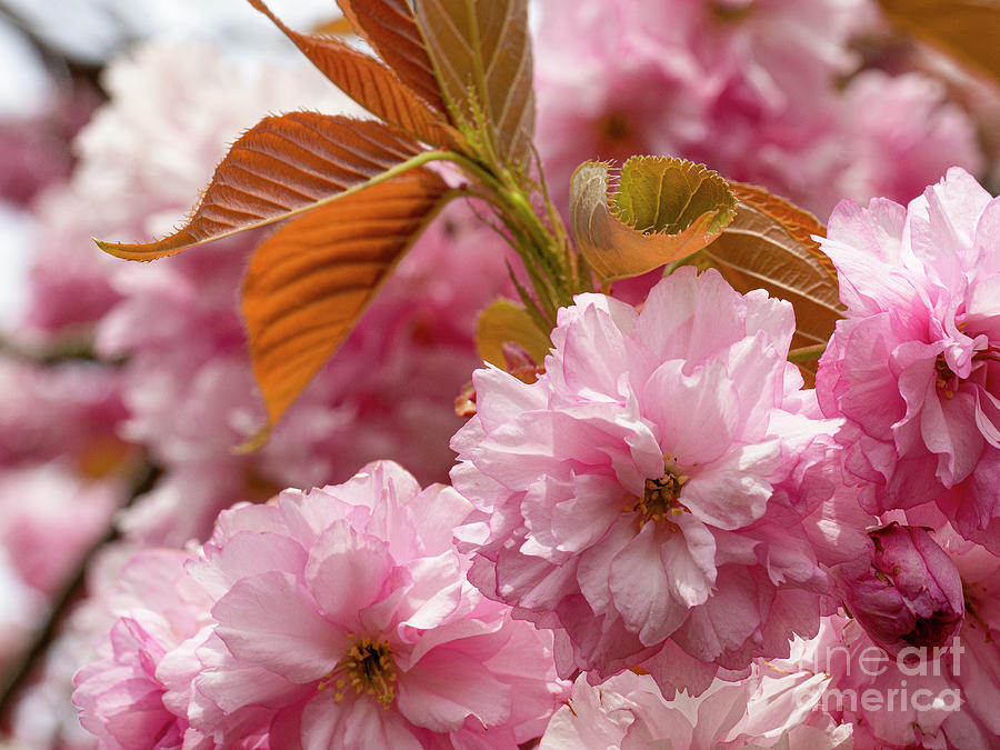 Textures of Spring Photograph by Christopher Wentworth Textures of Spring Photograph by Christopher Wentworth