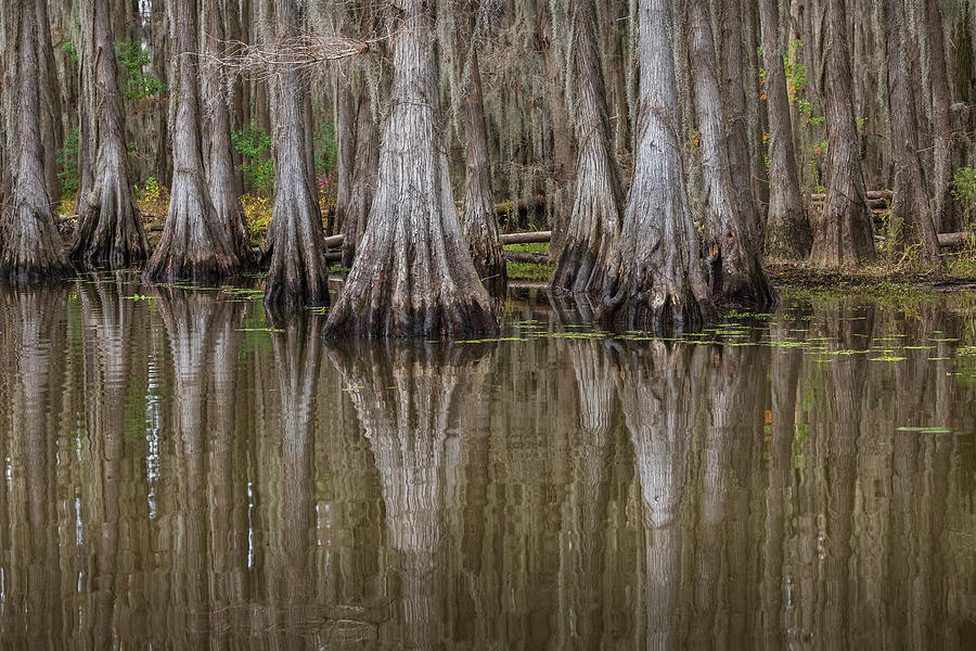 Textures of the Bayou Photograph by Fran Gallogly
