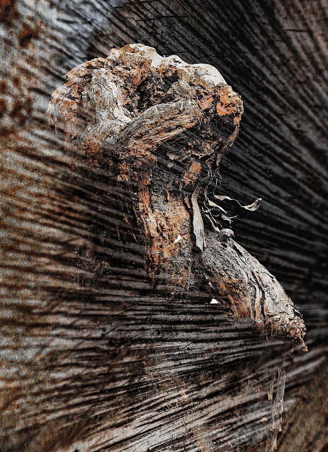 Textures of Wood Abstract Photograph by Jeff Townsend