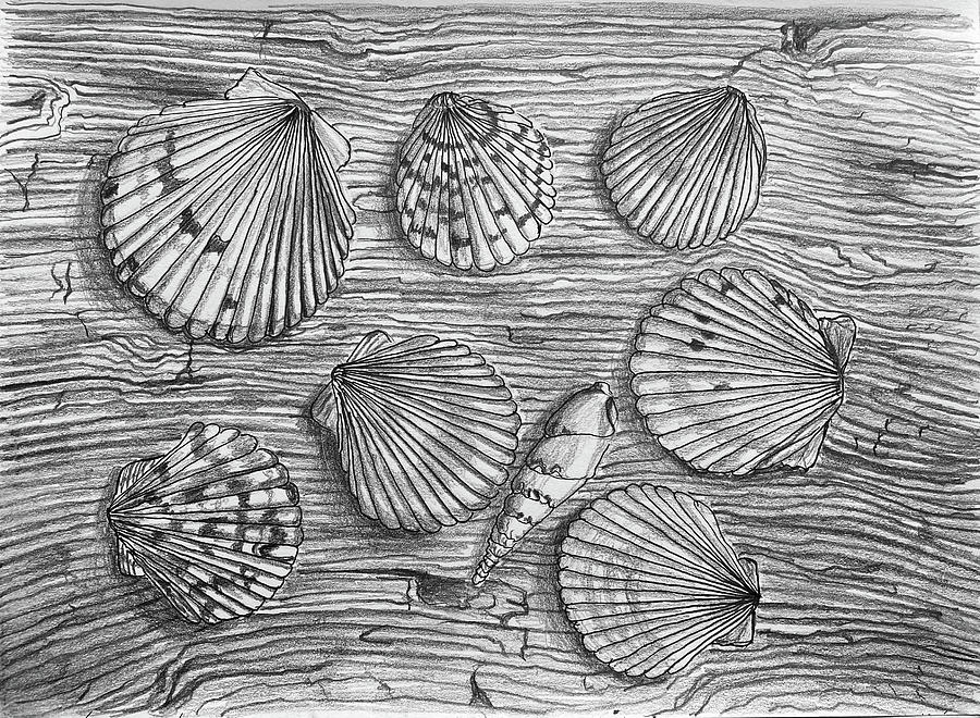 Textures Shells on Wood 021624 Drawing by Mary Bedy