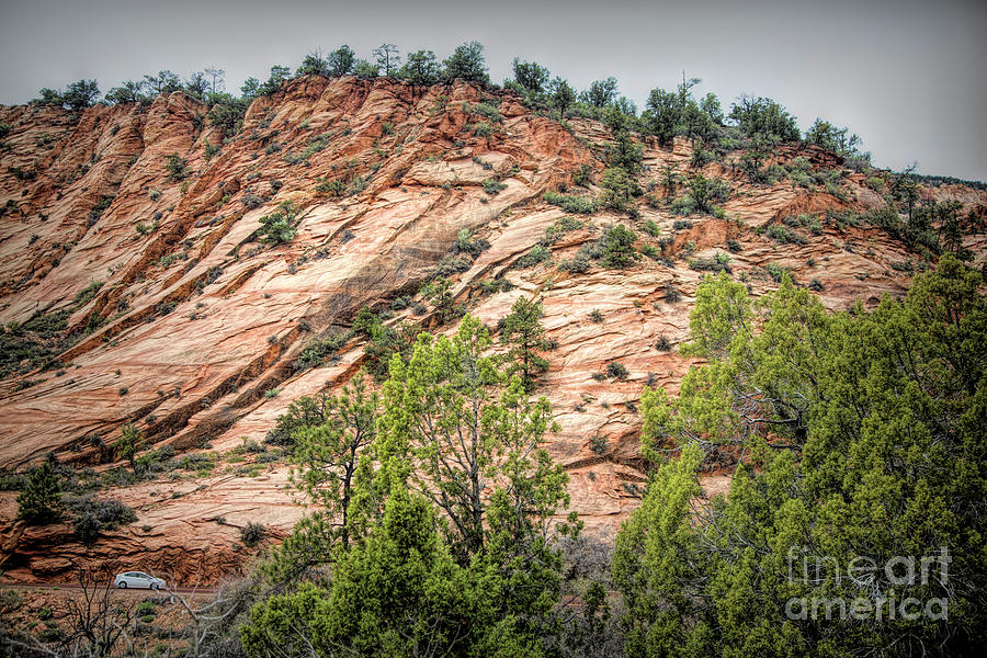 Textures Zion National Park  Photograph by Chuck Kuhn