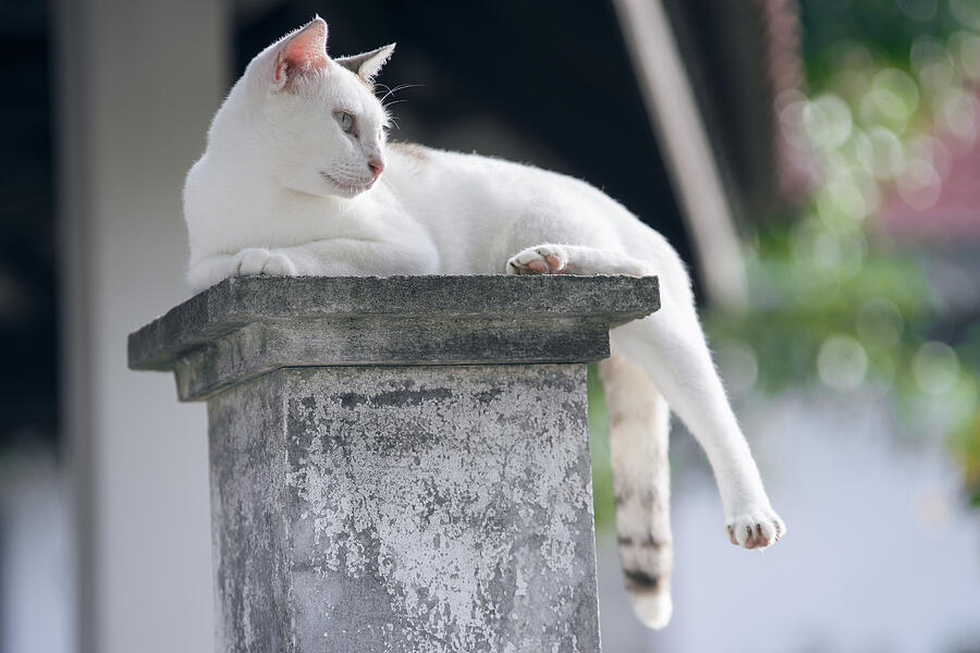 Thai Cat Has Sitting On Pillar With Blurred Background Photograph by IttoIlmatar