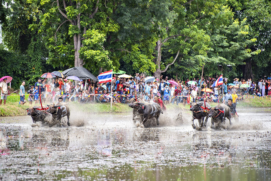 Thai Water Buffalo Racing Festival, Chonburi, Thailand Photograph by DoctorEgg