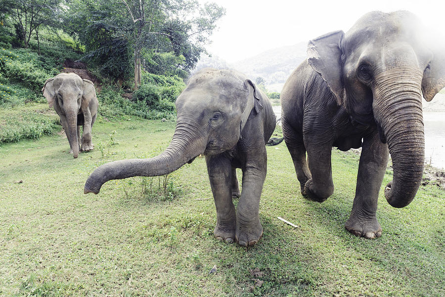 Thailand Elephants Roaming Free in Chiang Mai Photograph by Boogich