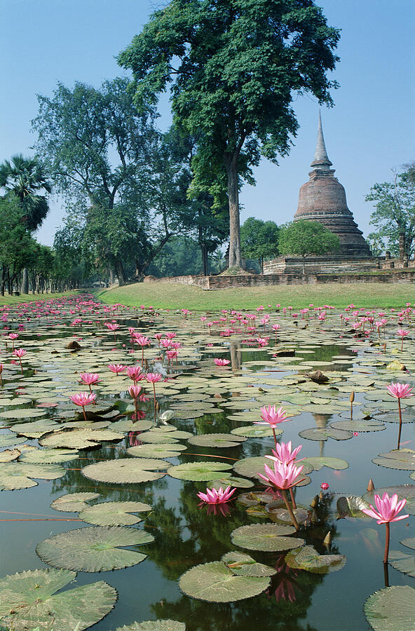 Thailand, Sukhothai, lotus flowers floating on pond Photograph by Peter Adams