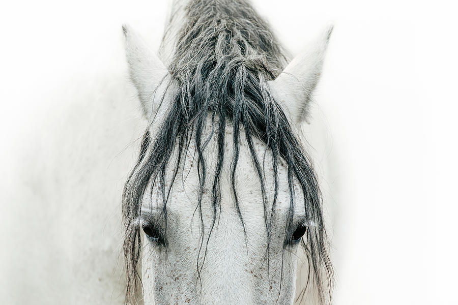 Thalia - Horse Art Photograph by Lisa Saint