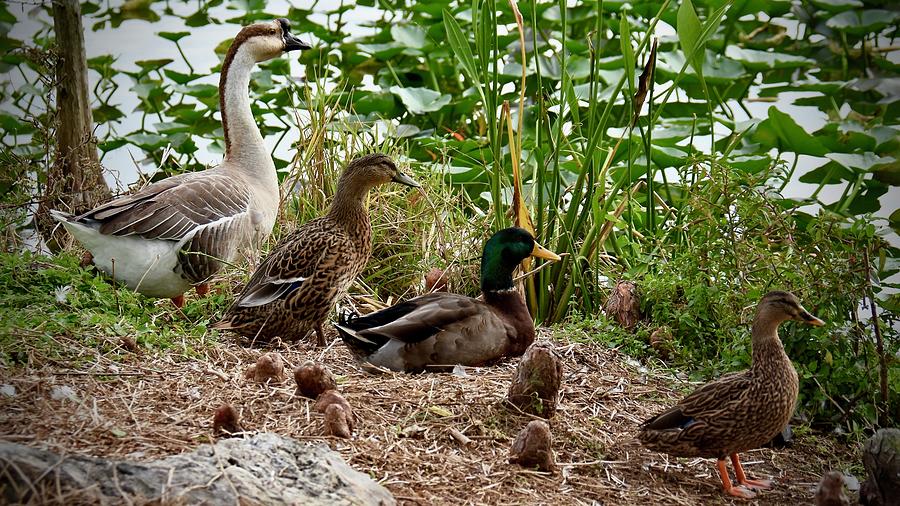 Thank Goodness My Ducks Are Finally In A Row Photograph by Carol Bradley