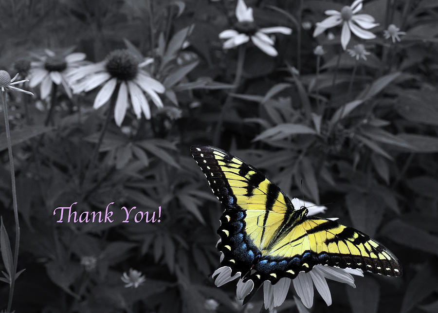 Thank You Card #5088 Photograph by Don Spenner