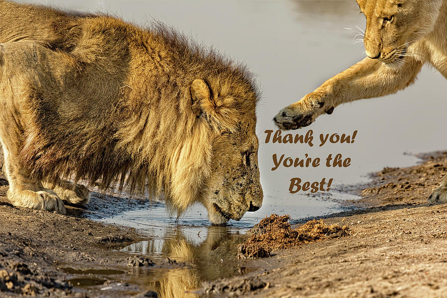 Thank You Card - Lions Photograph by Kay Brewer