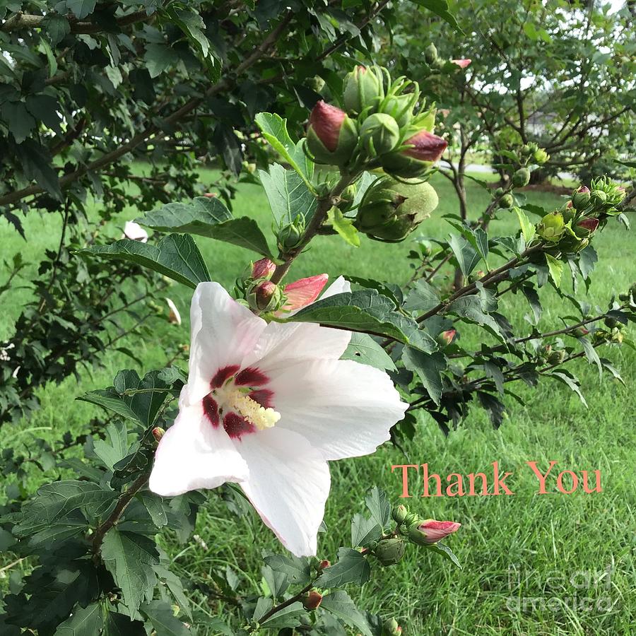 Thank You Hibiscus  Photograph by Catherine Wilson