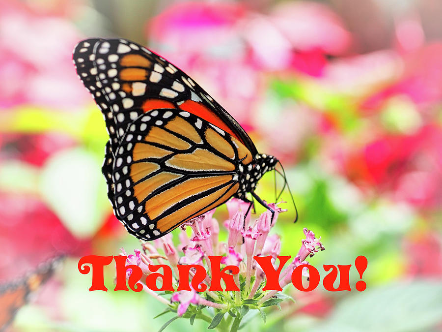 Thank You - Monarch Butterfly 2 Photograph by James C Richardson