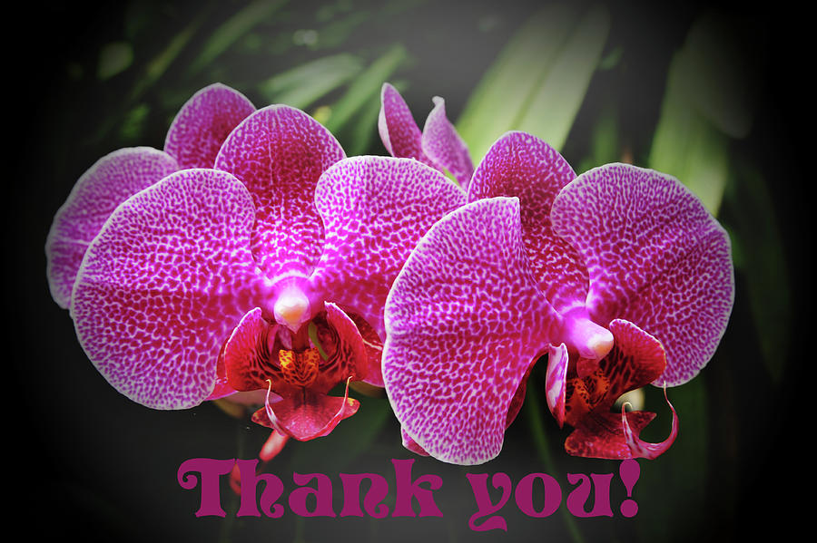 Thank you - Orchids Photograph by James C Richardson