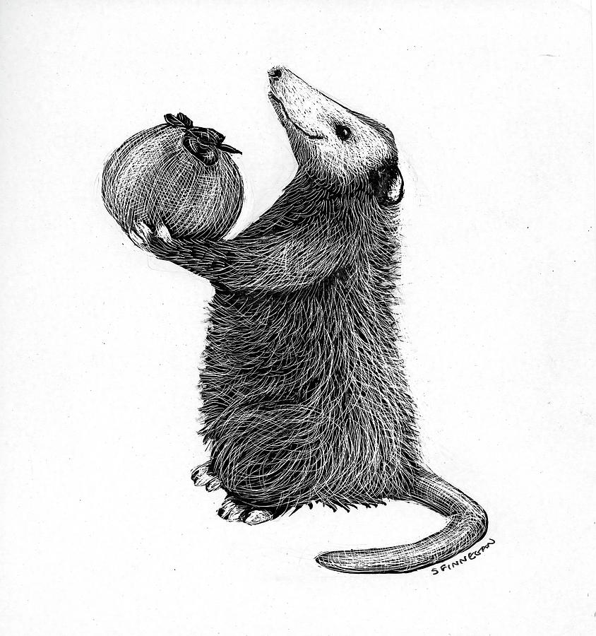 Possum Drawing