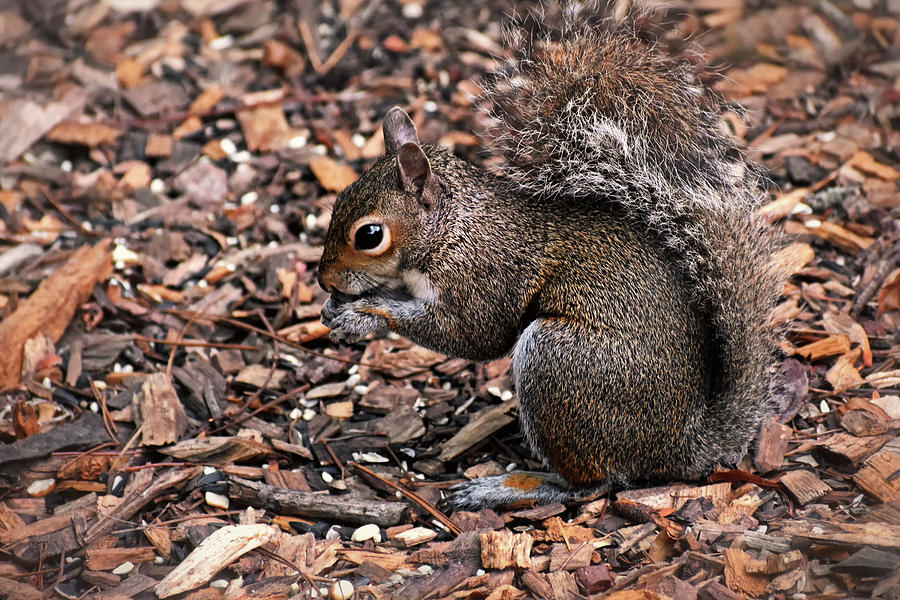 Thankful Squirrel 001 Photograph by George Bostian