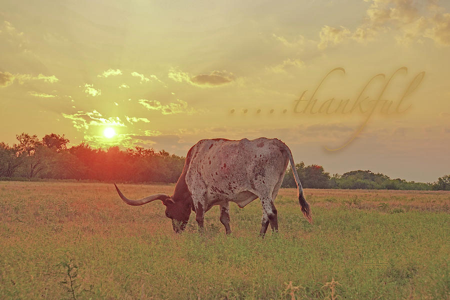 thankful with a Texas longhorn steer Photograph by Cathy Valle