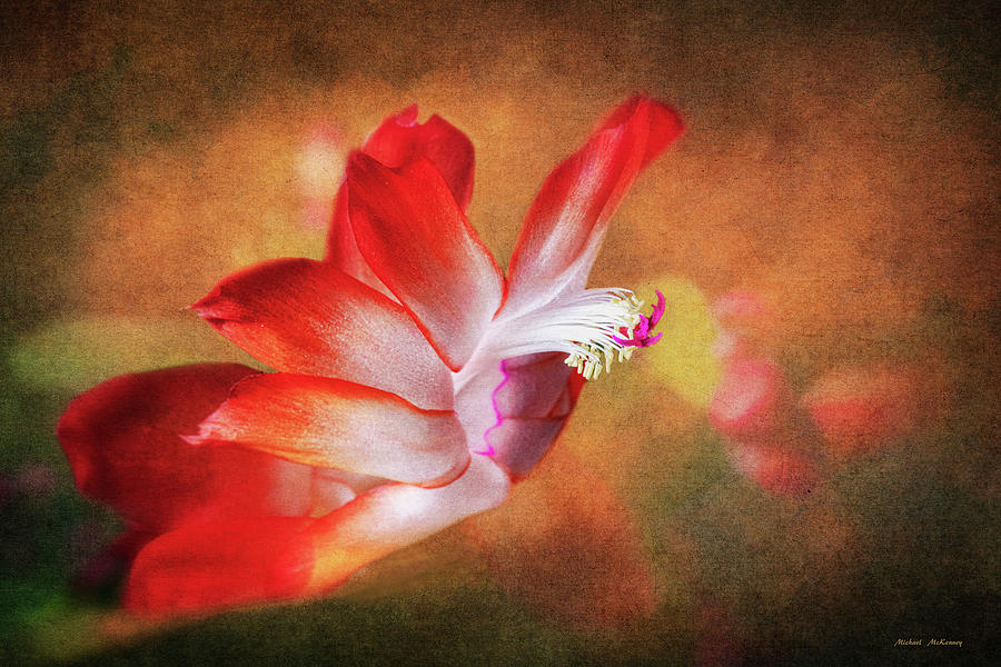 Thanksgiving Cactus Flower Photograph by Michael McKenney