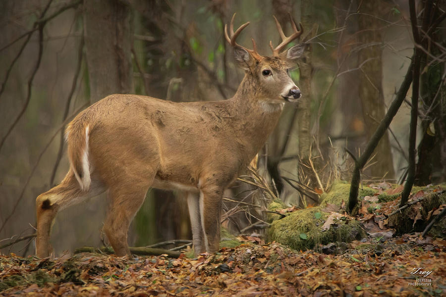 Thanksgiving Buck 2 Digital Art by Trey Foerster | Fine Art America