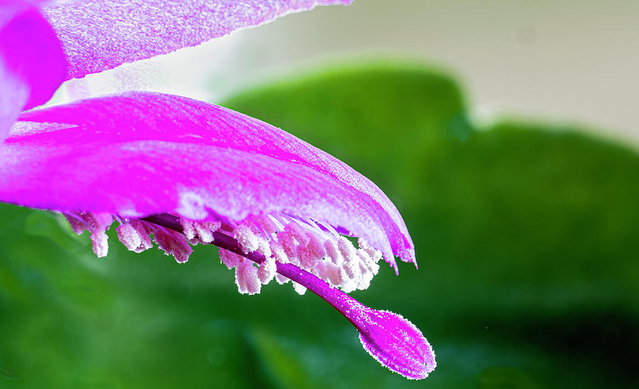 Thanksgiving Cactus Flower Photograph by Jim Wilce