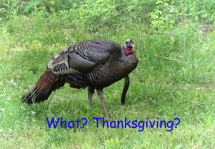 Thanksgiving Greeting Card - Turkey Photograph by James C Richardson