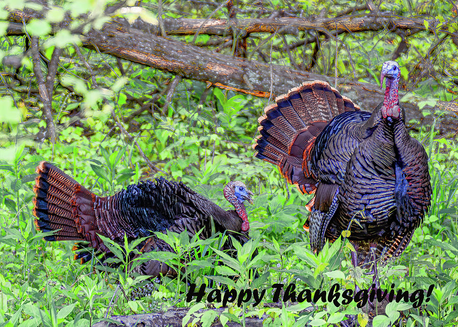 Thanksgiving Greetings Photograph by Marcy Wielfaert