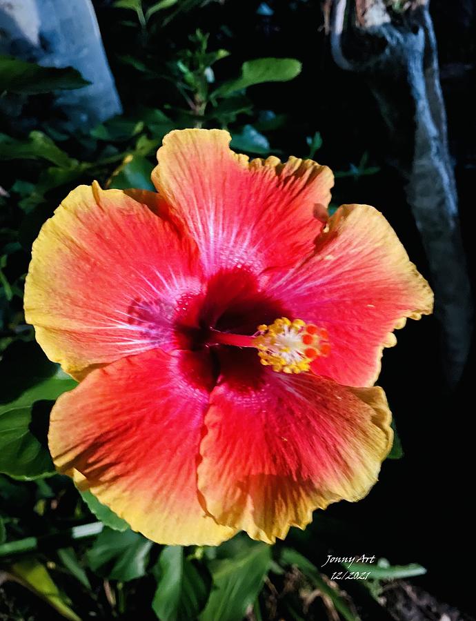 Thanksgiving Hibiscus Photograph by John Anderson