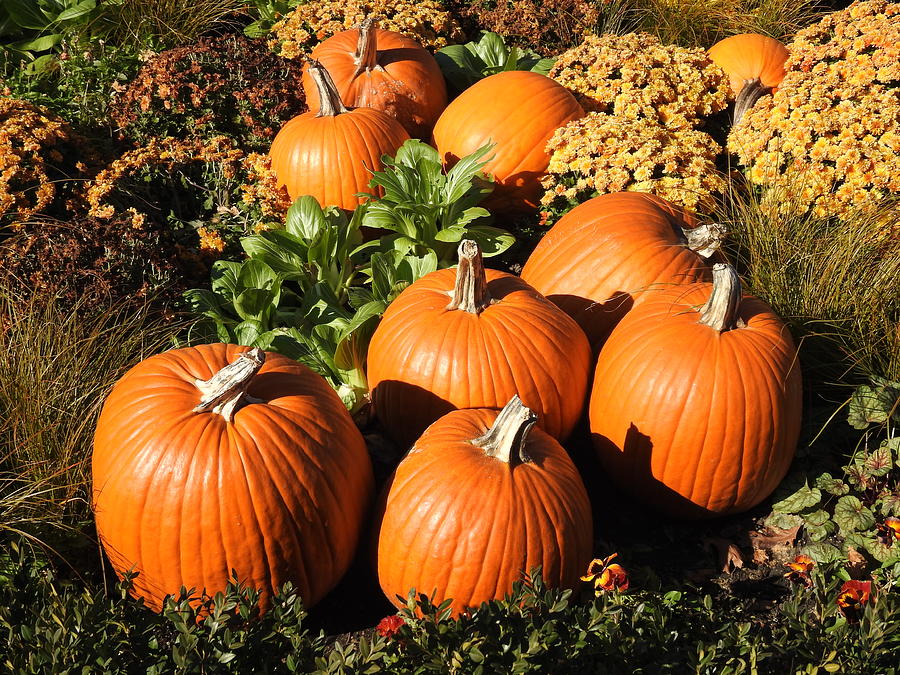 Thanksgiving Pumpkins of Cantigny Photograph by Barbara Ebeling