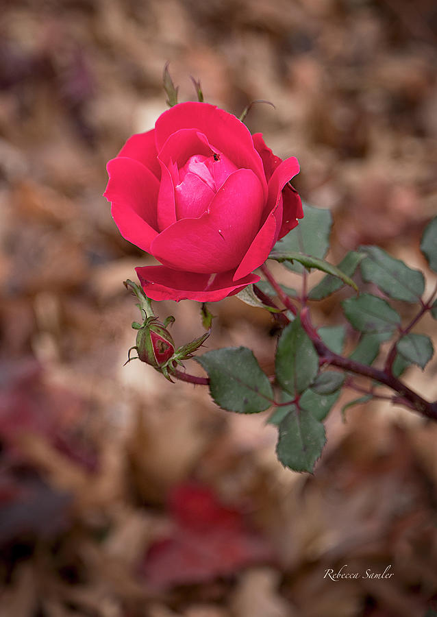 Thanksgiving Rose Photograph by Rebecca Samler
