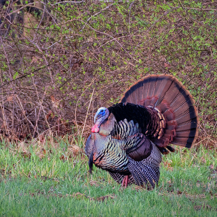 Thanksgiving Turkey Photograph by Bill Wakeley