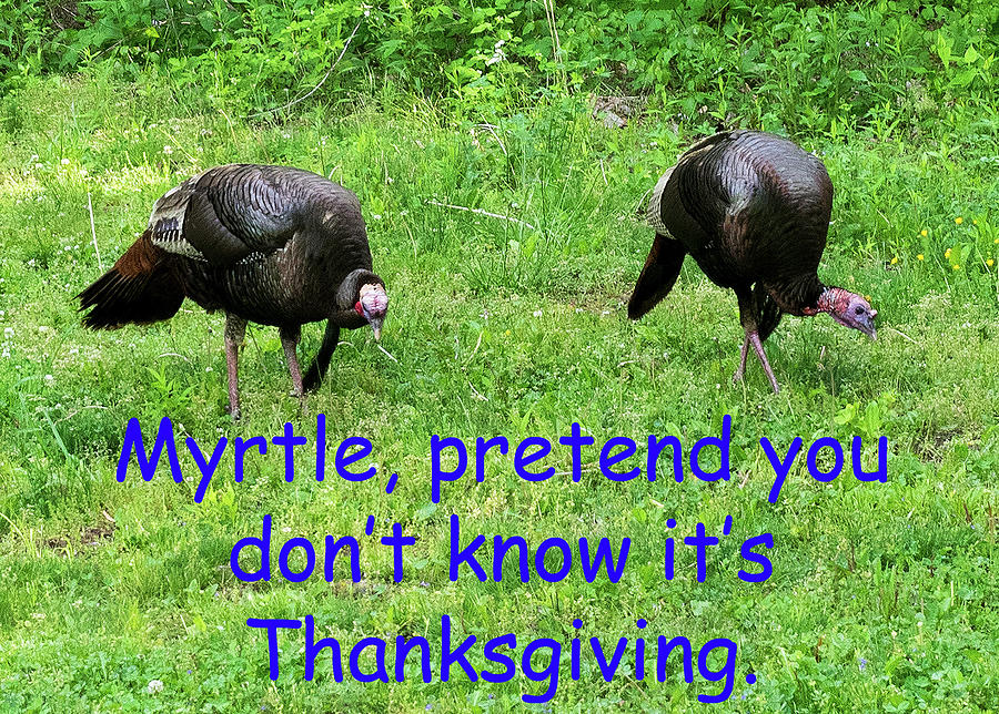 Thanksgiving - Two Turkeys Photograph by James C Richardson