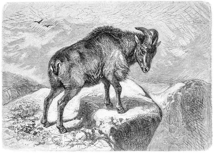 Thar (Capra bubalina), an Indian goat Drawing by Nastasic
