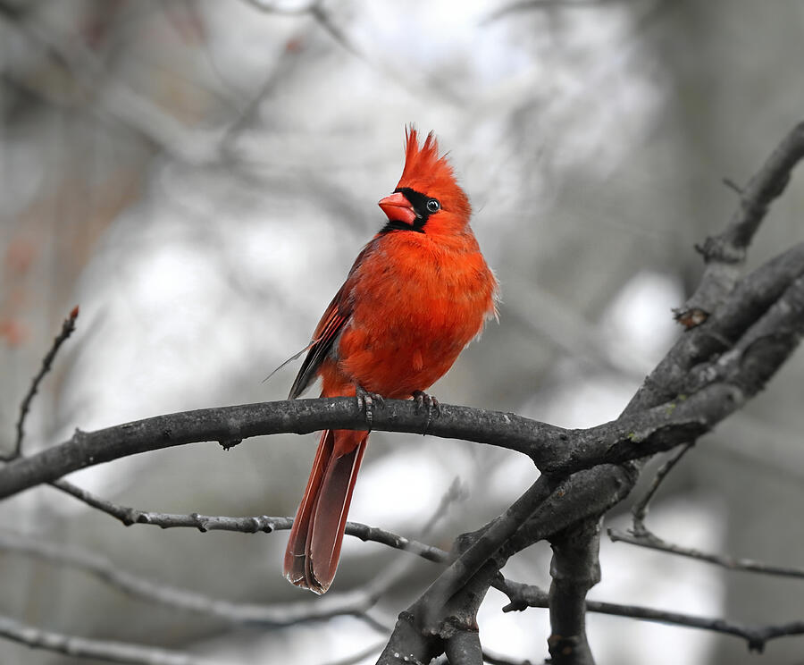 That Flash of Red Photograph by Carmen Macuga - Fine Art America