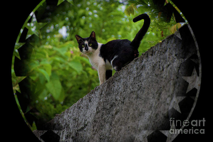 That Insolent Darn Cat Photograph by Al Bourassa