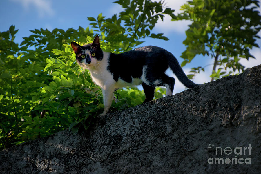 That Insolent Darn Cat II Photograph by Al Bourassa