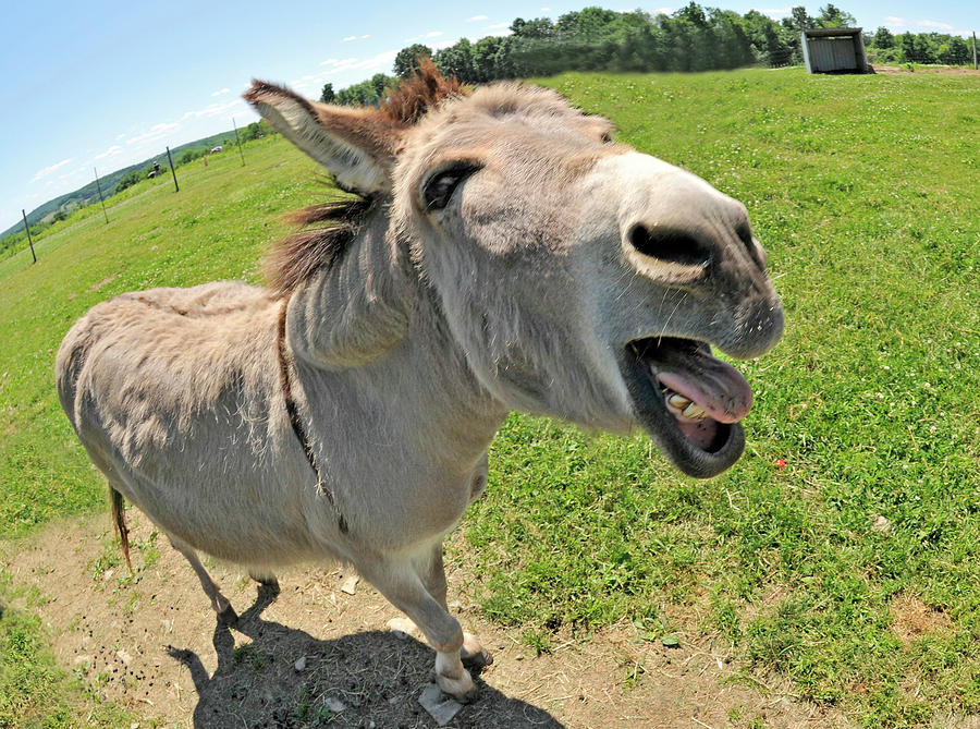 Donkey Photograph - That Is The Damnedest Thing I Have Ever Heard by Robert Dann