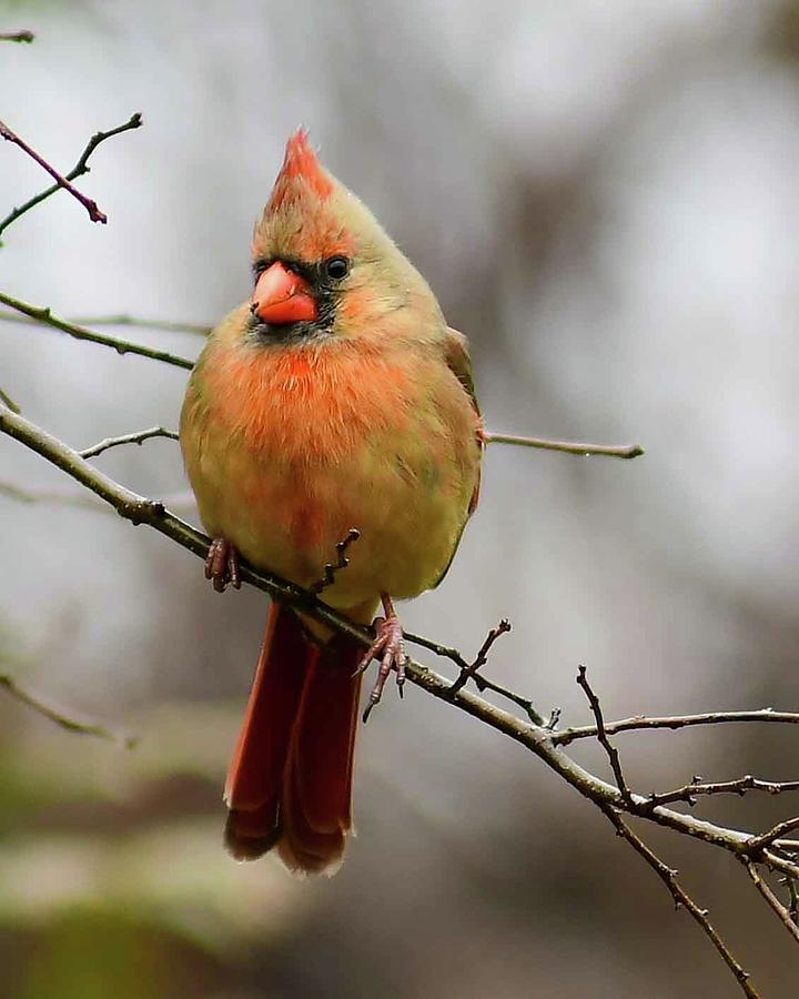 That Look Photograph by Jim Benson - Fine Art America