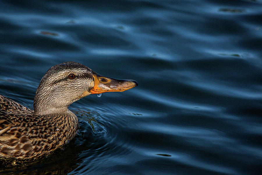 Duck Photograph - That Mallard Look by Karol Livote