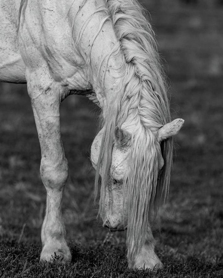 That Mane Photograph by Mary Hone