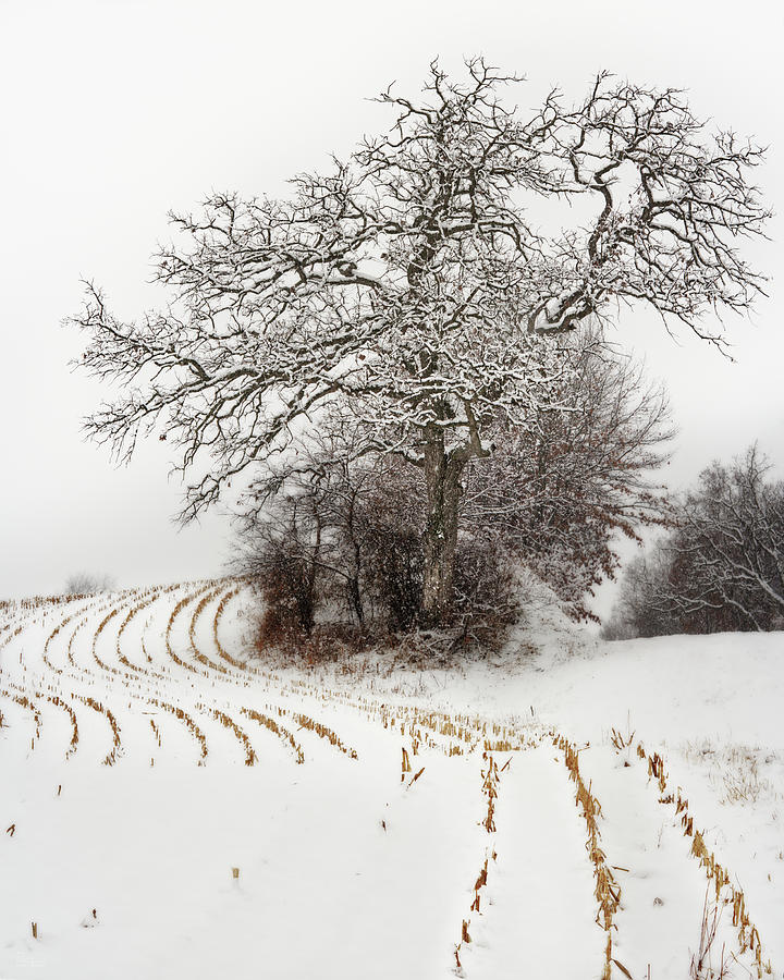 That Oak on Taylor Lane - gnarly oak in corn stubble and snow Photograph by Peter Herman