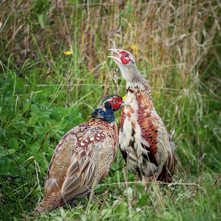 That one is always so loud. Common pheasant Photograph by Jouko Lehto